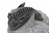 Detailed Hollardops Trilobite - Excellent Eye Facets #221036-3